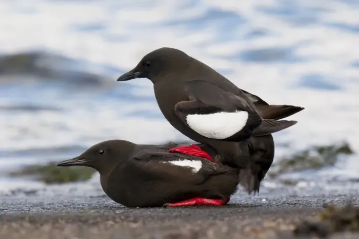 Framed Print : Black Guillemot (Cepphus grylle) adult pair, breeding plumage, mating on harbour wall, Oban, Argyll, Scotland, May Framed Print : Black Guillemot (Cepphus grylle) adult pair, breeding plumage, mating on harbour wall, Oban, Argyll, Scotland, May
