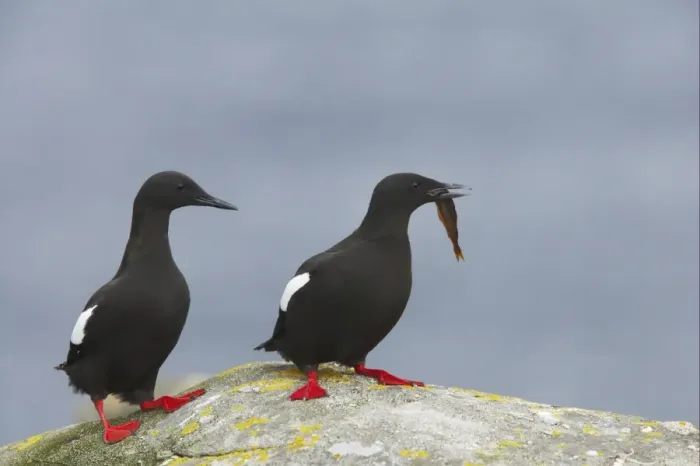 Framed Print : Black Guillemot (Cepphus grylle) adult pair, courting with fish in beak, standing on rock, Mousa Island, Shetland Islands, Scotland Framed Print : Black Guillemot (Cepphus grylle) adult pair, courting with fish in beak, standing on rock, Mousa Island, Shetland Islands, Scotland