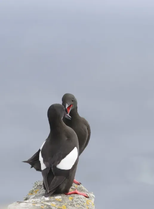 Framed Print : Black Guillemot (Cepphus grylle) adult pair, displaying on rock, Mousa, Shetland Islands, Scotland, june Framed Print : Black Guillemot (Cepphus grylle) adult pair, displaying on rock, Mousa, Shetland Islands, Scotland, june