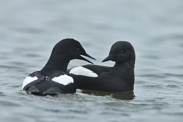 Black Guillemot (Cepphus grylle) adult pair, breeding plumage, swimming at sea, Point Barrow, Alaska, U. S. A. June