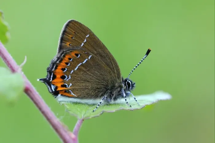 Framed Print : Black Hairstreak (Satyrium pruni) adult, resting on blackthorn leaf, England Framed Print : Black Hairstreak (Satyrium pruni) adult, resting on blackthorn leaf, England
