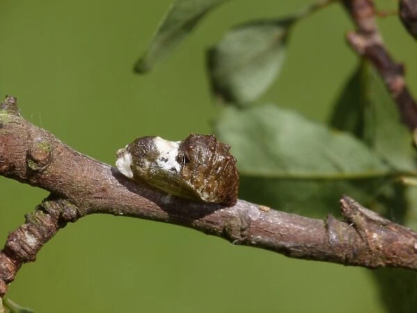 Black Hairstreak (Satyrium pruni) pupa, on Blackthorn (Prunus spinosa) twig, England, May