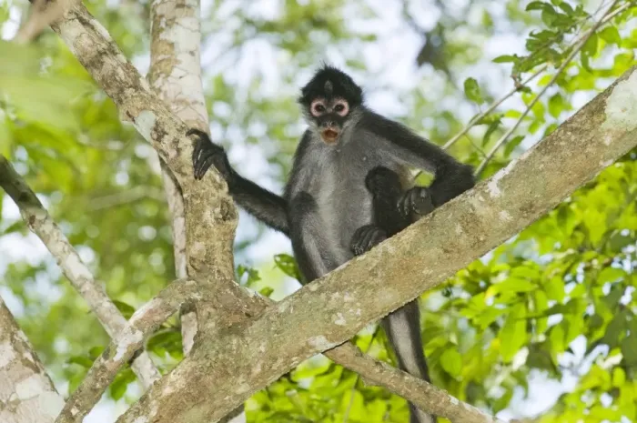 Framed Print : Black-handed Spider Monkey (Ateles geoffroyi) adult, sitting on branch in lowland tropical forest, Tikal N. P. Peten, Guatemala Framed Print : Black-handed Spider Monkey (Ateles geoffroyi) adult, sitting on branch in lowland tropical forest, Tikal N. P. Peten, Guatemala