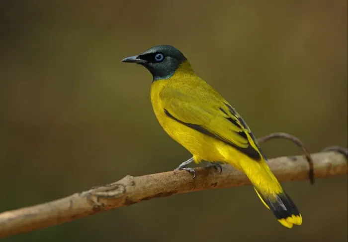 Framed Print : Black-headed Bulbul (Pycnonotus atriceps) adult, perched on branch, Kaeng Krachan N. P. Thailand, january Framed Print : Black-headed Bulbul (Pycnonotus atriceps) adult, perched on branch, Kaeng Krachan N. P. Thailand, january