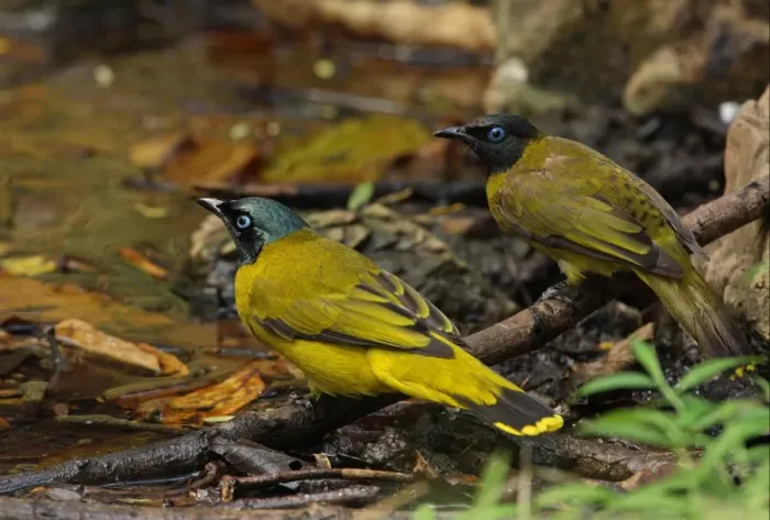 Framed Print : Black-headed Bulbul (Pycnonotus atriceps) two adults, normal and green phase, drinking at pool, Kaeng Krachan N. P. Thailand, january Framed Print : Black-headed Bulbul (Pycnonotus atriceps) two adults, normal and green phase, drinking at pool, Kaeng Krachan N. P. Thailand, january