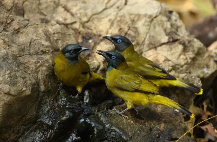 Framed Print : Black-headed Bulbul (Pycnonotus atriceps) three adults, drinking at spring, Kaeng Krachan N. P. Thailand, february