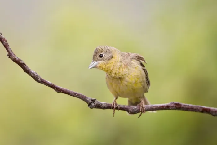 Framed Print : Black-headed Bunting (Emberiza melanocephala) adult female, perched on twig, Bulgaria, may Framed Print : Black-headed Bunting (Emberiza melanocephala) adult female, perched on twig, Bulgaria, may
