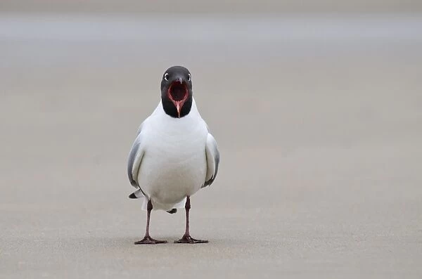 Black-headed Gull (Chroicocephalus ridibundus) adult, breeding plumage, calling, standing on beach, Titchwell, Norfolk