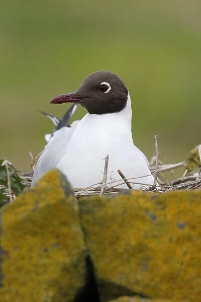 Black-headed Gull (Chroicocephalus ridibundus) adult, breeding plumage, sitting on nest amongst rocks, Northumberland
