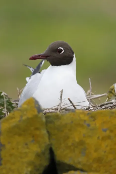 Framed Print : Black-headed Gull (Chroicocephalus ridibundus) adult, breeding plumage, sitting on nest amongst rocks, Northumberland
