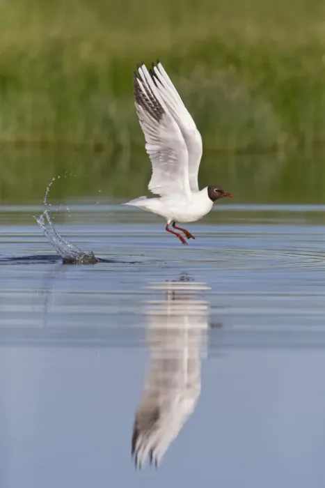 Framed Print : Black-headed Gull (Chroicocephalus ridibundus) adult, breeding plumage, in flight, taking off from pond, Suffolk Framed Print : Black-headed Gull (Chroicocephalus ridibundus) adult, breeding plumage, in flight, taking off from pond, Suffolk