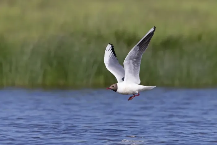 Framed Print : Black-headed Gull (Chroicocephalus ridibundus) adult, breeding plumage, in flight over pond, Suffolk, England, June Framed Print : Black-headed Gull (Chroicocephalus ridibundus) adult, breeding plumage, in flight over pond, Suffolk, England, June