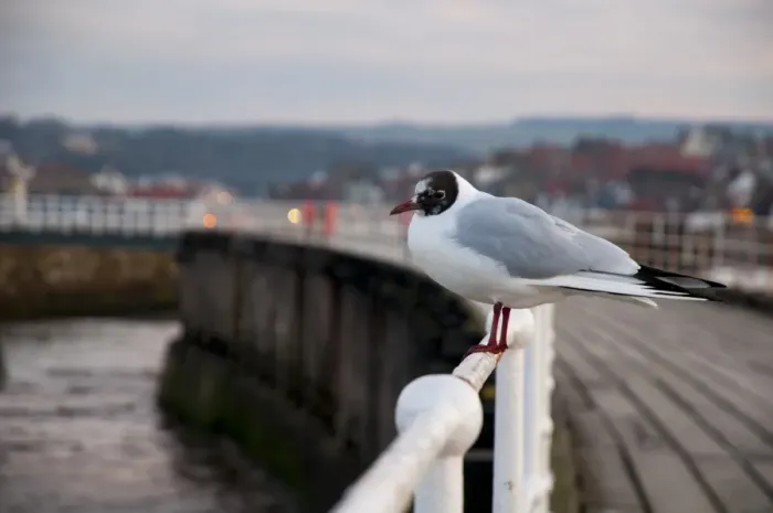 Framed Print : Black-headed Gull (Chroicocephalus ridibundus) adult, moulting into breeding plumage, standing on railing of pier Framed Print : Black-headed Gull (Chroicocephalus ridibundus) adult, moulting into breeding plumage, standing on railing of pier