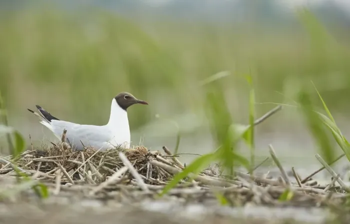 Framed Print : Black-headed Gull (Chroicocephalus ridibundus) adult, breeding plumage, sitting on nest in old reedbed, Bulgaria, May Framed Print : Black-headed Gull (Chroicocephalus ridibundus) adult, breeding plumage, sitting on nest in old reedbed, Bulgaria, May