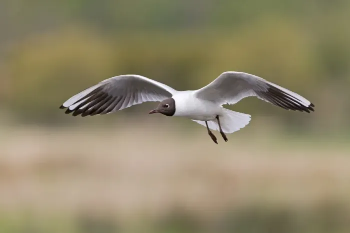 Framed Print : Black-headed Gull (Chroicocephalus ridibundus) adult, breeding plumage, in flight, Suffolk, England, April