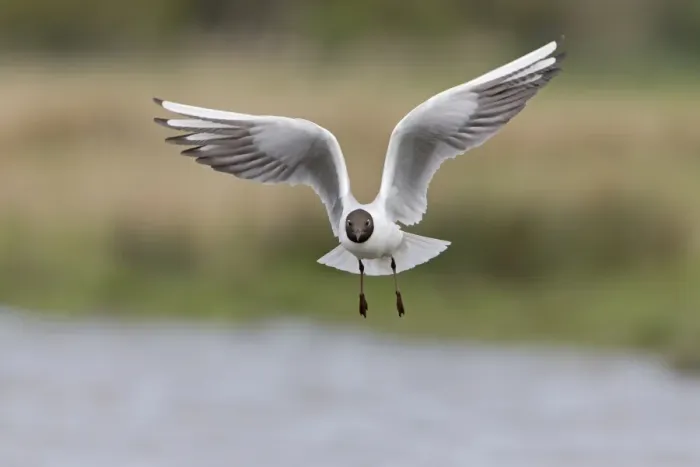Framed Print : Black-headed Gull (Chroicocephalus ridibundus) adult, breeding plumage, in flight over water, Suffolk, England, April