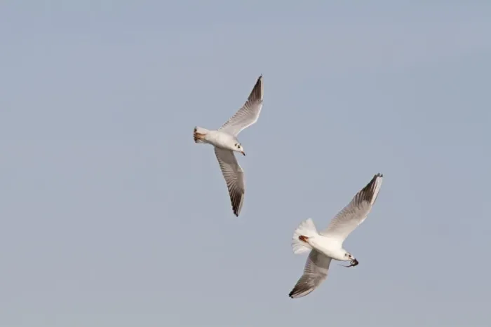 Framed Print : Black-headed Gull (Chroicocephalus ridibundus) two adults, non-breeding plumage, in flight Framed Print : Black-headed Gull (Chroicocephalus ridibundus) two adults, non-breeding plumage, in flight