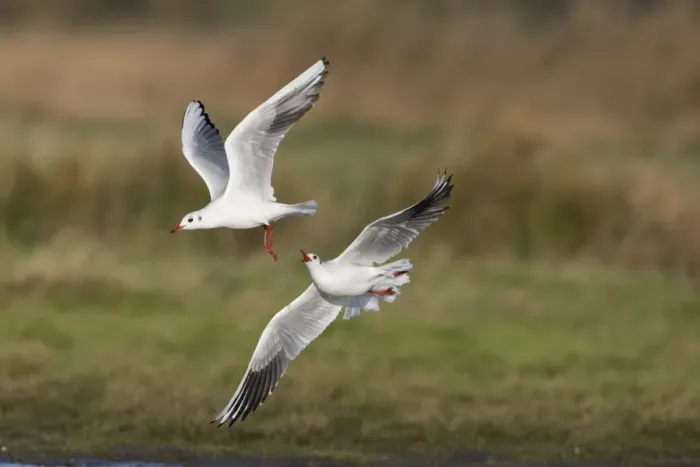Framed Print : Black-headed Gull (Chroicocephalus ridibundus) two adults, non-breeding plumage, in flight Framed Print : Black-headed Gull (Chroicocephalus ridibundus) two adults, non-breeding plumage, in flight