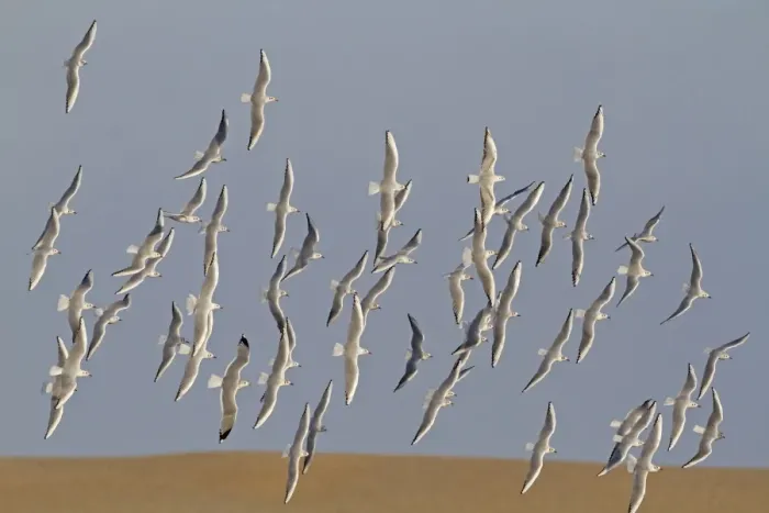 Framed Print : Black-headed Gull (Chroicocephalus ridibundus) flock, non-breeding plumage, in flight, Norfolk, England, January