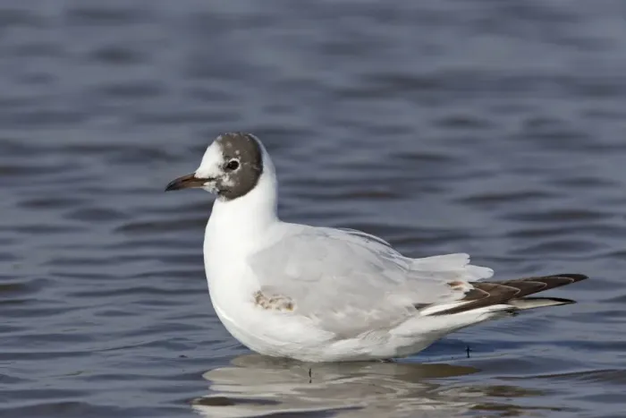 Framed Print : Black-headed Gull (Chroicocephalus ridibundus) immature, first summer plumage, standing in shallow water, Suffolk Framed Print : Black-headed Gull (Chroicocephalus ridibundus) immature, first summer plumage, standing in shallow water, Suffolk