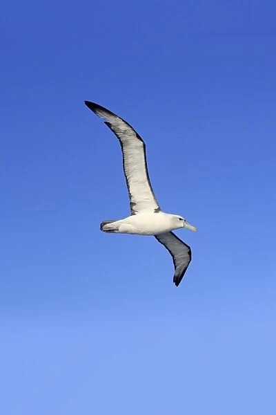 Black-headed Gull (Larus ridibundus) adult, summer plumage, in flight, with nest material in beak
