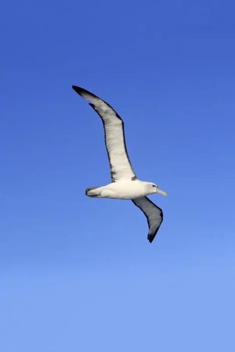 Framed Print : Black-headed Gull (Larus ridibundus) adult, summer plumage, in flight, with nest material in beak Framed Print : Black-headed Gull (Larus ridibundus) adult, summer plumage, in flight, with nest material in beak