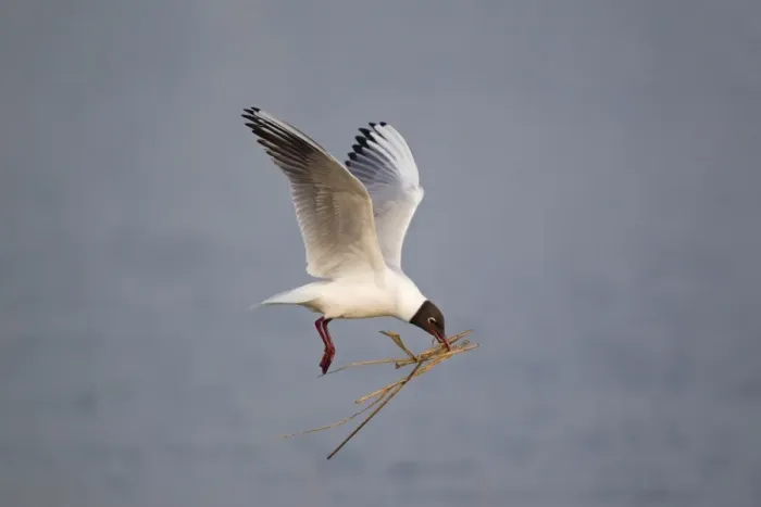 Framed Print : Black-headed Gull (Larus ridibundus) adult, summer plumage, in flight, with nest material in beak, Minsmere RSPB Reserve, Suffolk, England, april Framed Print : Black-headed Gull (Larus ridibundus) adult, summer plumage, in flight, with nest material in beak, Minsmere RSPB Reserve, Suffolk, England, april
