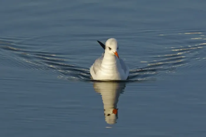 Framed Print : Black-headed Gull (Larus ridibundus) adult, winter plumage, swimming with ripples and reflection, Widewater Lagoon, Lancing, West Sussex, England, january Framed Print : Black-headed Gull (Larus ridibundus) adult, winter plumage, swimming with ripples and reflection, Widewater Lagoon, Lancing, West Sussex, England, january