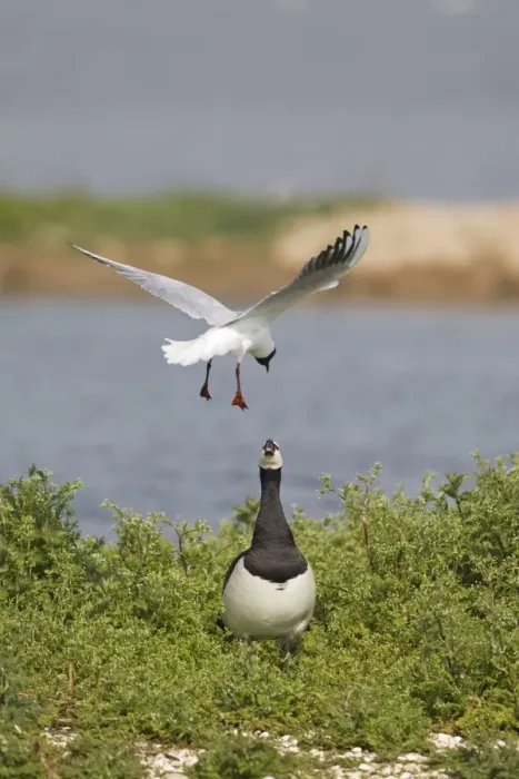 Framed Print : Black-headed Gull (Larus ridibundus) adult, summer plumage, in flight, mobbing Barnacle Goose (Branta leucopsis) in nesting territory, Minsmere RSPB Reserve, Suffolk, England, april Framed Print : Black-headed Gull (Larus ridibundus) adult, summer plumage, in flight, mobbing Barnacle Goose (Branta leucopsis) in nesting territory, Minsmere RSPB Reserve, Suffolk, England, april