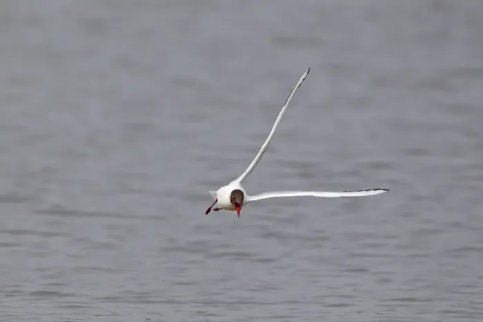 Framed Print : Black-headed Gull (Larus ridibundus) adult, summer plumage, calling in flight, Minsmere RSPB Reserve, Suffolk, England, april Framed Print : Black-headed Gull (Larus ridibundus) adult, summer plumage, calling in flight, Minsmere RSPB Reserve, Suffolk, England, april