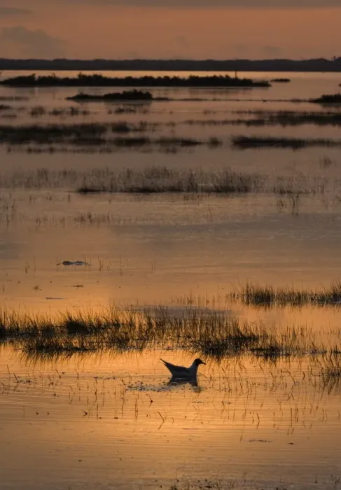 Framed Print : Black-headed Gull (Larus ridibundus) adult, swimming, silhouetted at dusk on flooded saltmarsh habitat, Titchwell, Norfolk, England, april Framed Print : Black-headed Gull (Larus ridibundus) adult, swimming, silhouetted at dusk on flooded saltmarsh habitat, Titchwell, Norfolk, England, april