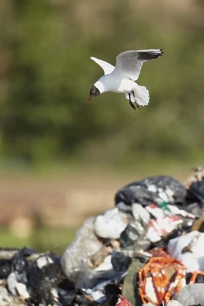 Black-headed Gull (Larus ridibundus) adult, summer plumage, in flight, foraging over rubbish in landfill site