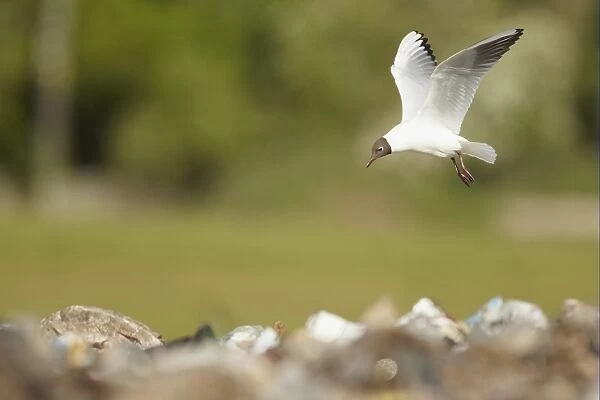 Black-headed Gull (Larus ridibundus) adult, summer plumage, in flight, foraging over rubbish in landfill site