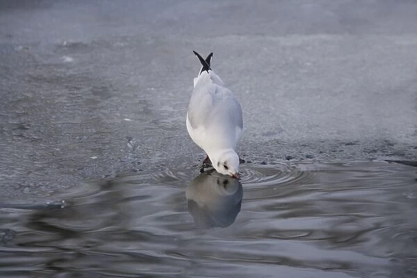 Black-headed Gull (Larus ridibundus) adult, winter plumage, drinking from open water on frozen lake, Christchurch Park
