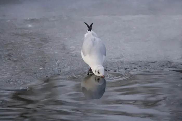 Framed Print : Black-headed Gull (Larus ridibundus) adult, winter plumage, drinking from open water on frozen lake, Christchurch Park