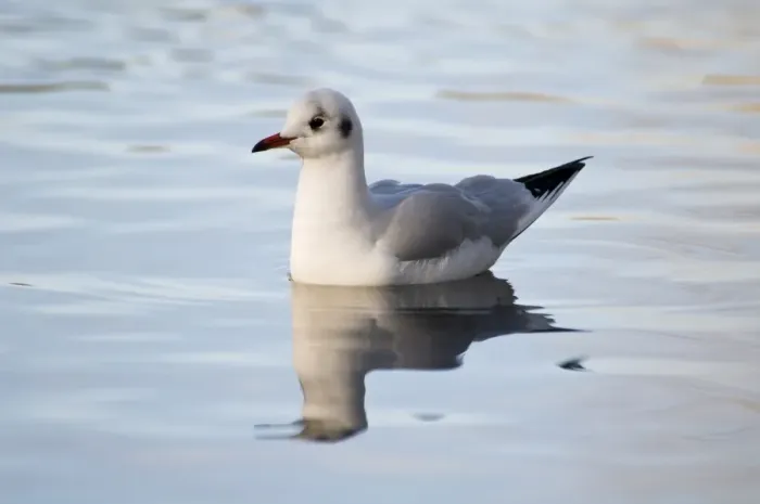 Framed Print : Black-headed Gull (Larus ridibundus) adult, winter plumage, swimming on river, River Cray Framed Print : Black-headed Gull (Larus ridibundus) adult, winter plumage, swimming on river, River Cray