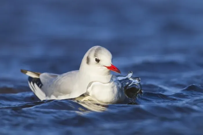 Framed Print : Black-headed Gull (Larus ridibundus) adult, winter plumage, swimming, Salthouse, Norfolk, England, February