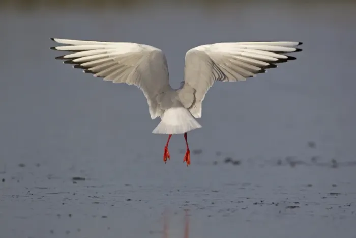 Framed Print : Black-headed Gull (Larus ridibundus) adult, winter plumage, in flight, hovering above ice of frozen pond, Suffolk Framed Print : Black-headed Gull (Larus ridibundus) adult, winter plumage, in flight, hovering above ice of frozen pond, Suffolk