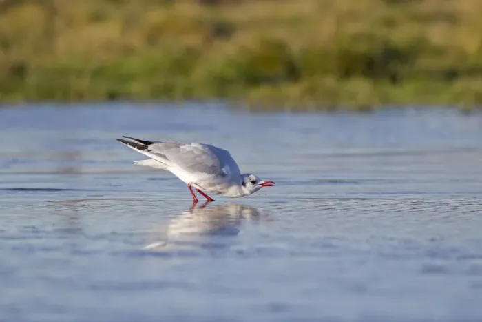 Framed Print : Black-headed Gull (Larus ridibundus) adult, winter plumage, drinking, standing on ice of frozen pond, Suffolk, England Framed Print : Black-headed Gull (Larus ridibundus) adult, winter plumage, drinking, standing on ice of frozen pond, Suffolk, England