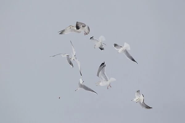 Black-headed Gull (Larus ridibundus) adult, winter plumage, in flight, dropping food after being chased by other