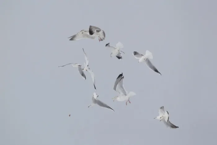 Framed Print : Black-headed Gull (Larus ridibundus) adult, winter plumage, in flight, dropping food after being chased by other Framed Print : Black-headed Gull (Larus ridibundus) adult, winter plumage, in flight, dropping food after being chased by other