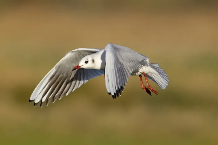 Framed Print : Black-headed Gull (Larus ridibundus) adult, winter plumage, in flight, Suffolk, England, December Framed Print : Black-headed Gull (Larus ridibundus) adult, winter plumage, in flight, Suffolk, England, December