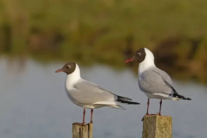 Framed Print : Black-headed Gull (Larus ridibundus) two adults, summer plumage, standing on posts beside water, Norfolk, England, march Framed Print : Black-headed Gull (Larus ridibundus) two adults, summer plumage, standing on posts beside water, Norfolk, England, march