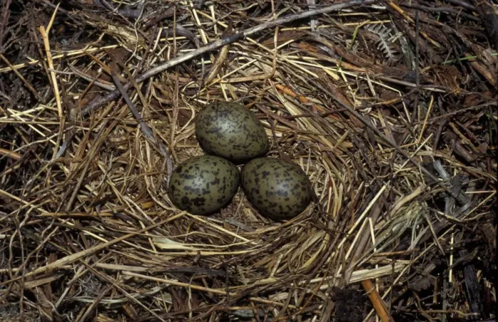 Framed Print : Black-headed Gull (Larus ridibundus) three eggs in nest Framed Print : Black-headed Gull (Larus ridibundus) three eggs in nest