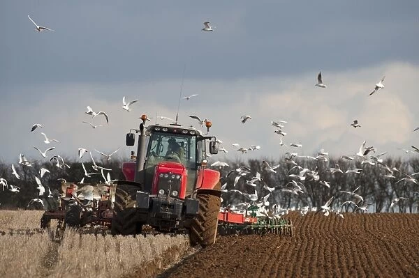 Black-headed Gull (Larus ridibundus) flock, winter plumage, following tractor ploughing stubble field, North Norfolk