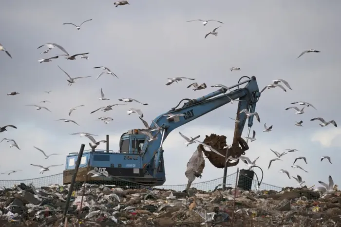 Framed Print : Black-headed Gull (Larus ridibundus) and Herring Gull (Larus argentatus) mixed flock, in flight, scavenging on rubbish tip with excavator, Edgefield, Norfolk, England, february