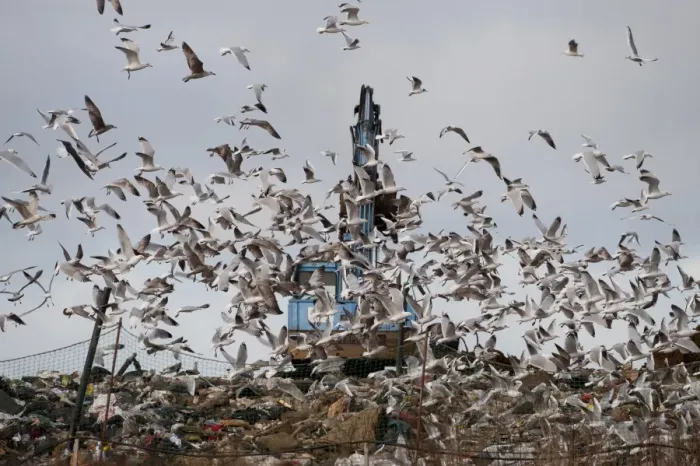 Framed Print : Black-headed Gull (Larus ridibundus) and Herring Gull (Larus argentatus) mixed flock, in flight, scavenging on rubbish tip with excavator, Edgefield, Norfolk, England, february Framed Print : Black-headed Gull (Larus ridibundus) and Herring Gull (Larus argentatus) mixed flock, in flight, scavenging on rubbish tip with excavator, Edgefield, Norfolk, England, february