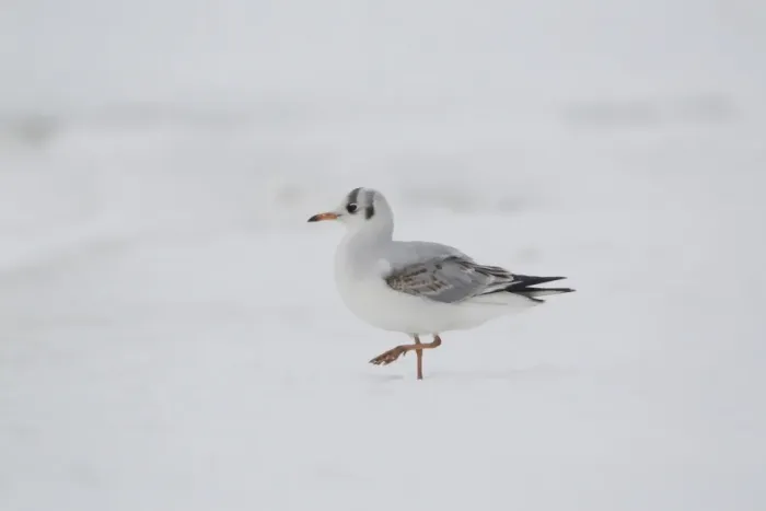 Framed Print : Black-headed Gull (Larus ridibundus) immature, first winter plumage, walking on snow, Suffolk, England, January Framed Print : Black-headed Gull (Larus ridibundus) immature, first winter plumage, walking on snow, Suffolk, England, January