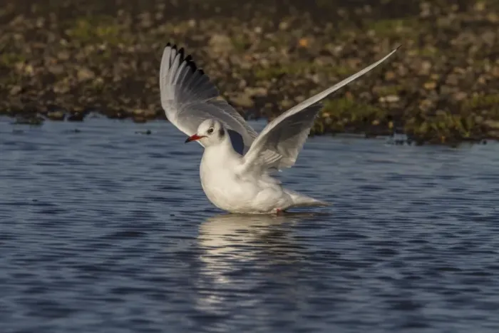 Framed Print : Black headed Gull in Winter plumage flying from fresh water pool - November Framed Print : Black headed Gull in Winter plumage flying from fresh water pool - November
