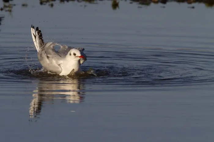 Framed Print : Black headed Gull in Winter plumage washing / preening in fresh water pool - November Framed Print : Black headed Gull in Winter plumage washing / preening in fresh water pool - November
